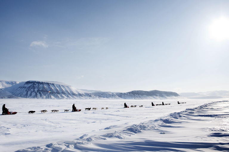 4 timmars hundspannstur på Finnmarksvidda