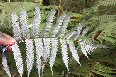 Auckland: Urban Rainforest Half-Day Small Group Walking Tour