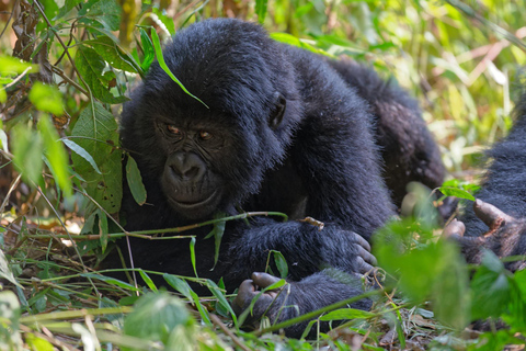 1 Tag Gorilla Trekking Tour in Bwindi von Kigali aus