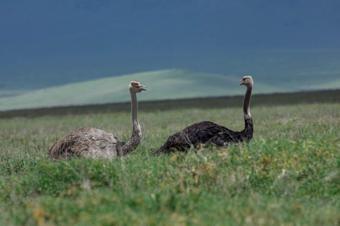 Arusha: Arusha National Park Game Drive – Wildlife & Culture