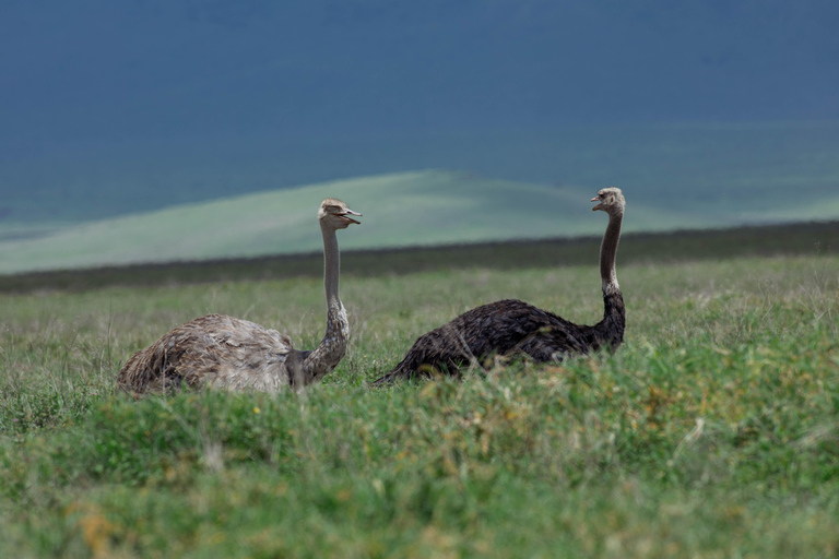 Arusha: Arusha National Park Game Drive – Wildlife & Culture