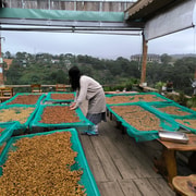 Experience specialty coffee with sustainable coffee farmers