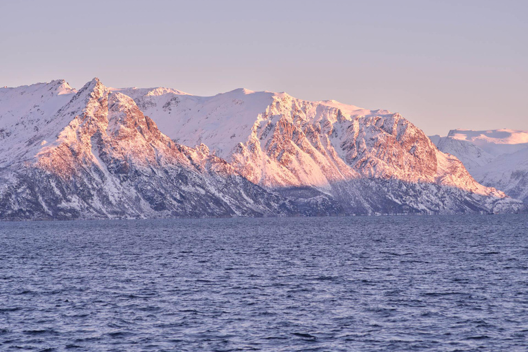 Tromsø: Crociera nei fiordi artici nei paesaggi polari