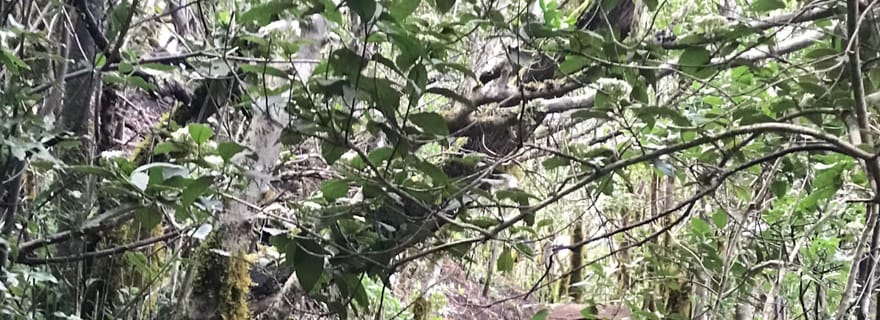 Ténérife : Senderismo Anaga, Bosque Mágico, Reserva Biosfera