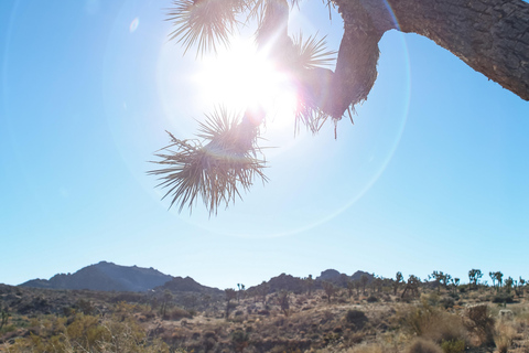 Wycieczka do parku narodowego Joshua Tree z Los Angeles