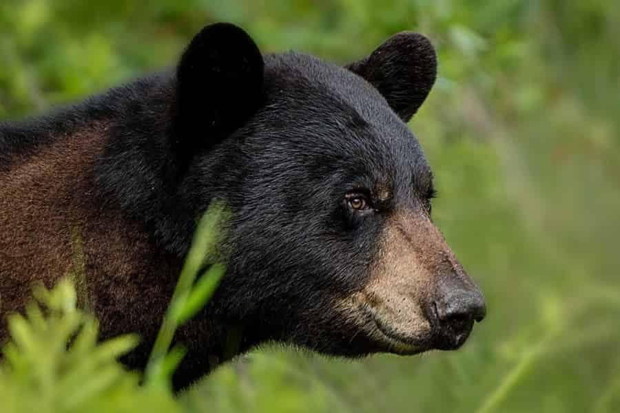 Tagestour nach Jasper + Banff mit Picknick und Getränken. Foto: GetYourGuide