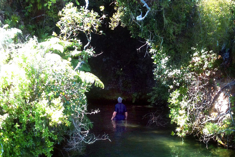 Rotorua: Lake Rotoiti scenic cruise with glowworm caves