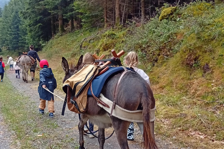 Luvigny: Donkey discovery walk Luvigny: Discovery walk with donkeys