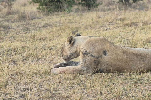 From Maputo: 2-Day Kruger National Park Safari