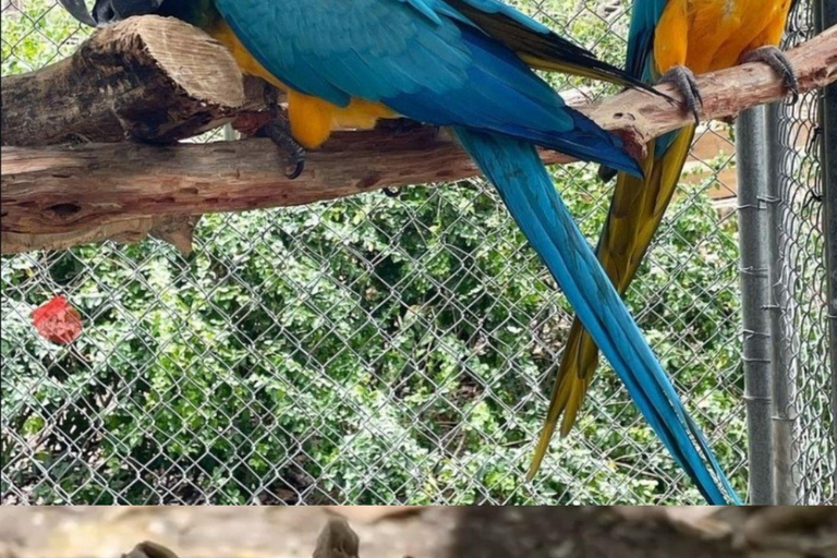 St. John's Laviscount Island Giant Tortoises &Long Bay Beach
