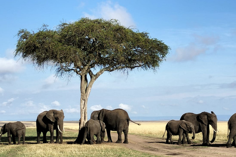 Maasai Mara : 3 jours d'expédition privée de safari sauvage