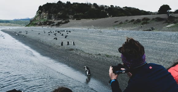 Ushuaia: Isla Gable y colonia de pingüinos con almuerzo