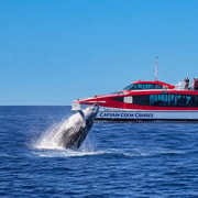 Sydney: Whale Watching & Hop On Hop Off Cruise Package