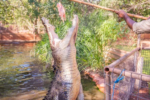 Broome: Excursión combinada a la Cervecería Matso's, el Museo y el Parque de los Cocodrilos