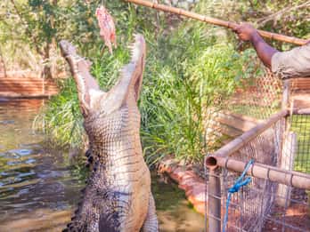 Broome: Tour combinato del birrificio Matso's, del museo e del parco dei coccodrilli