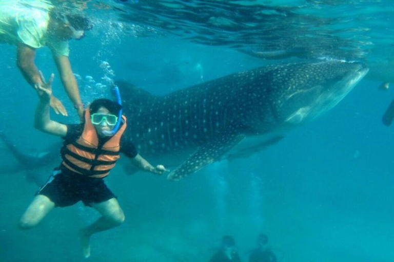 Cebu: Oslob Whale Shark Swimming Experience Whale Shark Swimming with Kawasan Canyoneering