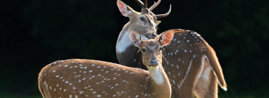 Jaffna : visite guidée d'observation des oiseaux avec un naturaliste expert