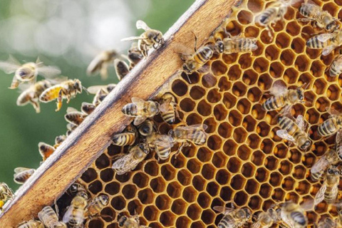 Authentic Crete: Minoan Farm, Winery, and Monastery Day Trip