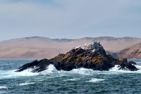 Lima: Palomino Schnellboot-Tour &amp; Schwimmen mit Seelöwen