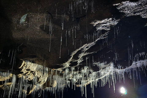 De Auckland: Waitomo Glowworm and Cave Explorer Tour em grupo