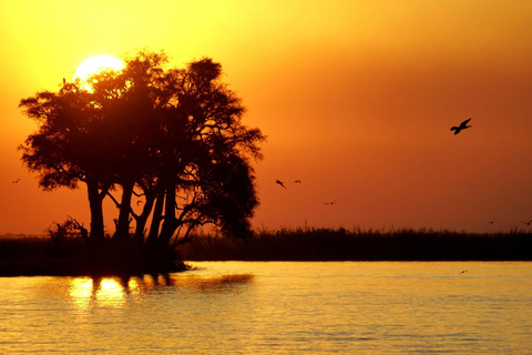 Birdwatching Safari - Chobe River (with Expert Guide)