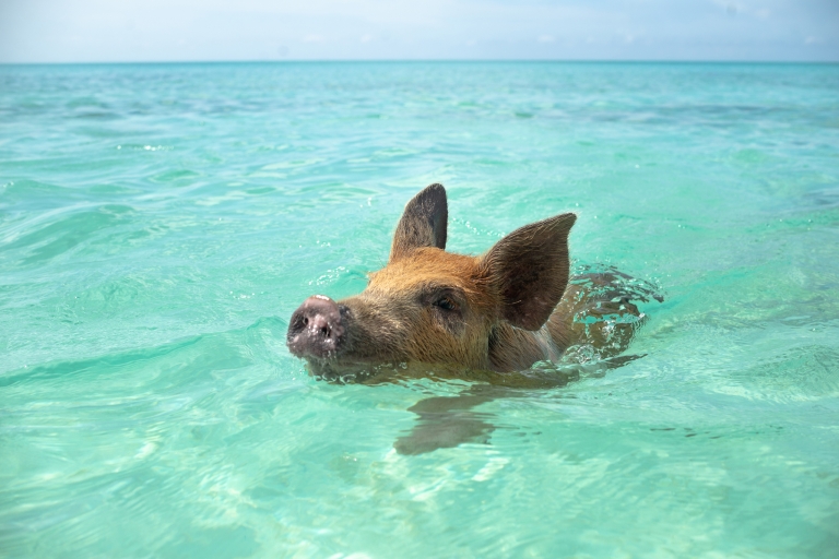 Spotkanie pływających świń - Świnie nie potrafią latać, ale pływają!