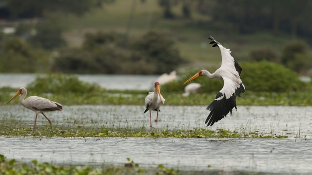 Wild Encounters: Hells Gate National Park Adventure