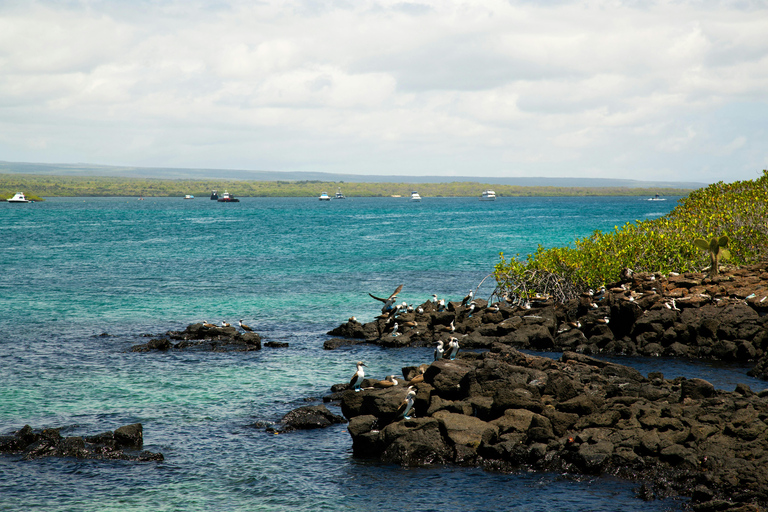 Galápagos Explorer: Santa Cruz & Isabela 6-Day Adventure