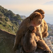 From Málaga: Gibraltar + Mijas with full assistance