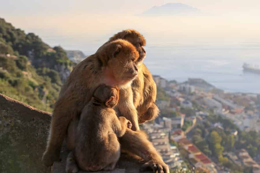 Ab Málaga: Gibraltar + weißes Dorf mit Zeit zur freien Verfügung. Foto: GetYourGuide Ab Málaga: Gibraltar + weißes Dorf mit Zeit zur freien Verfügung. Foto: GetYourGuide