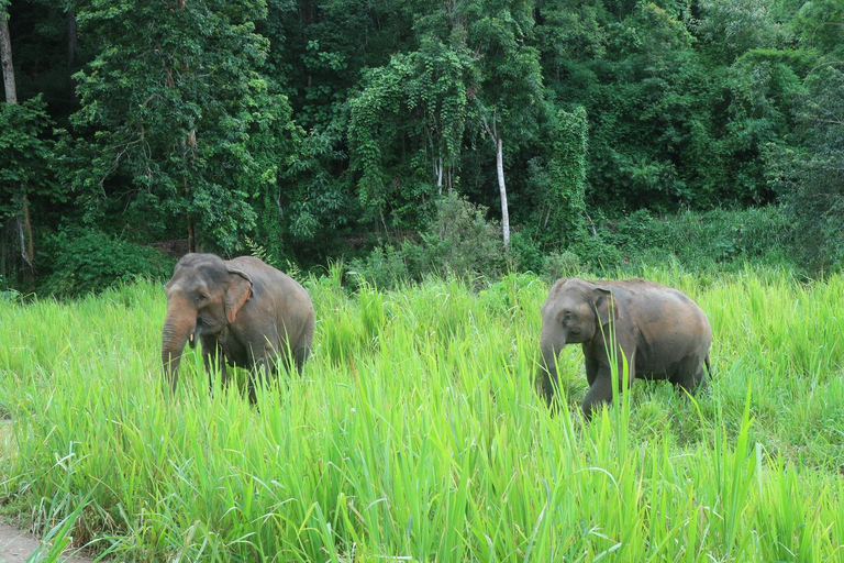 Chiang Mai: 2-dagars djungelvandring med elefantfarm och forsränning