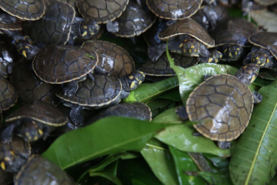 Iquitos | Wildlife in the Peruvian jungle | | GetYourGuide