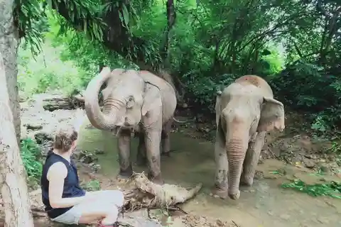 Siem Reap: Viagem privada para desminagem de elefantes e ratos Apopo