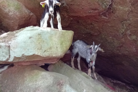 Luvigny: an unusual getaway with donkeys and goats