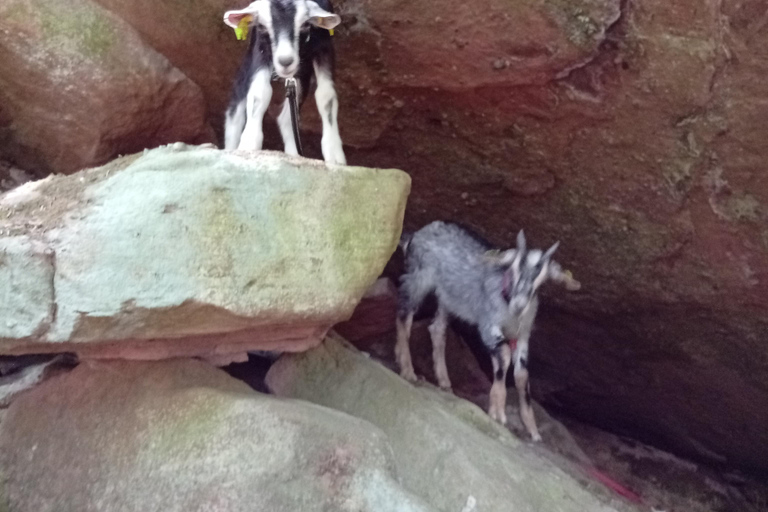 Luvigny: an unusual getaway with donkeys and goats