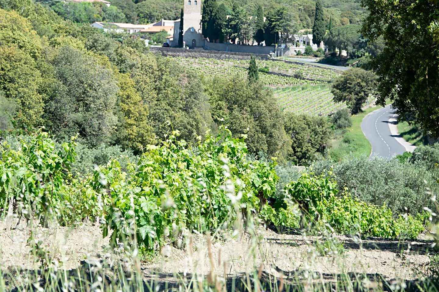 Béziers : Weintouren & Weinverkostung