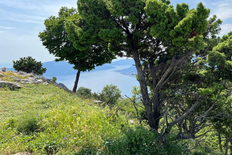 Vanuit Tivat: Vrmac Hill Scenic Hike boven de Boka-baaiVanuit Tivat: mooie wandeling op de Vrmac-heuvel boven de baai van Boka
