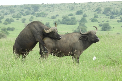 Fahrt zum Nairobi National Park