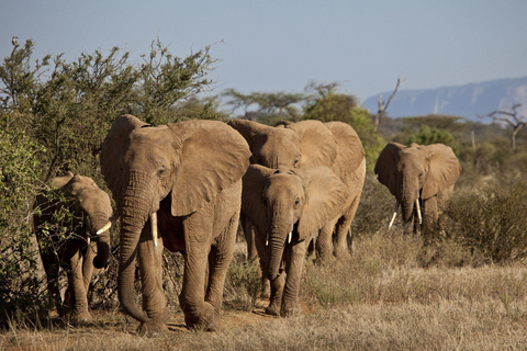 From Durban: Zulu and Nguni Isimangaliso area Village Tour