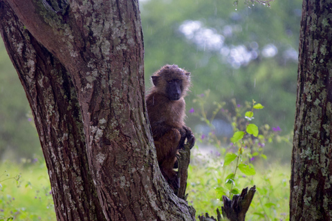 Arusha: Tarangire National Park Day Safari Joining Safari (1-2 People)