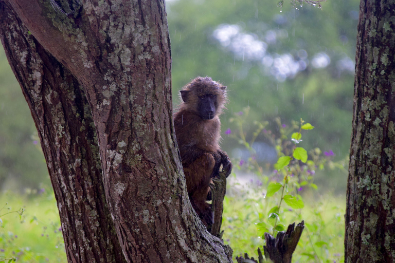 Arusha: Tarangire National Park Day Safari Joining Safari (1-2 People)
