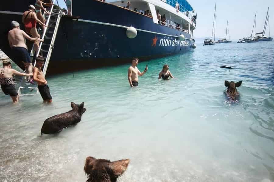 Nydri: All-Inclusive-VIP-Piggy-Cruise & schwimmende Schweine. Foto: GetYourGuide Nydri: All-Inclusive-VIP-Piggy-Cruise & schwimmende Schweine. Foto: GetYourGuide