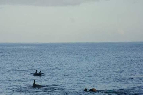 Amanecer con delfines, observación y nado, snorkel y Crystal Rock.Amanecer con delfines, observación y nado, snorkel y roca cristalina.