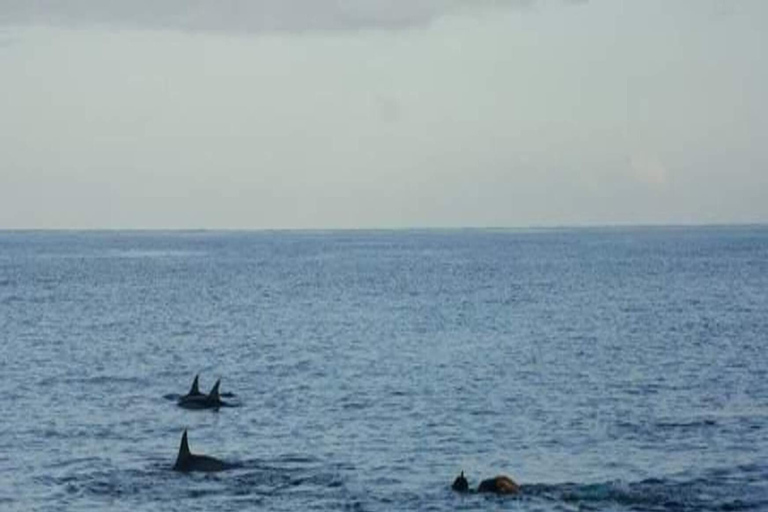 Amanecer con delfines, observación y nado, snorkel y Crystal Rock.Amanecer con delfines, observación y nado, snorkel y roca cristalina.