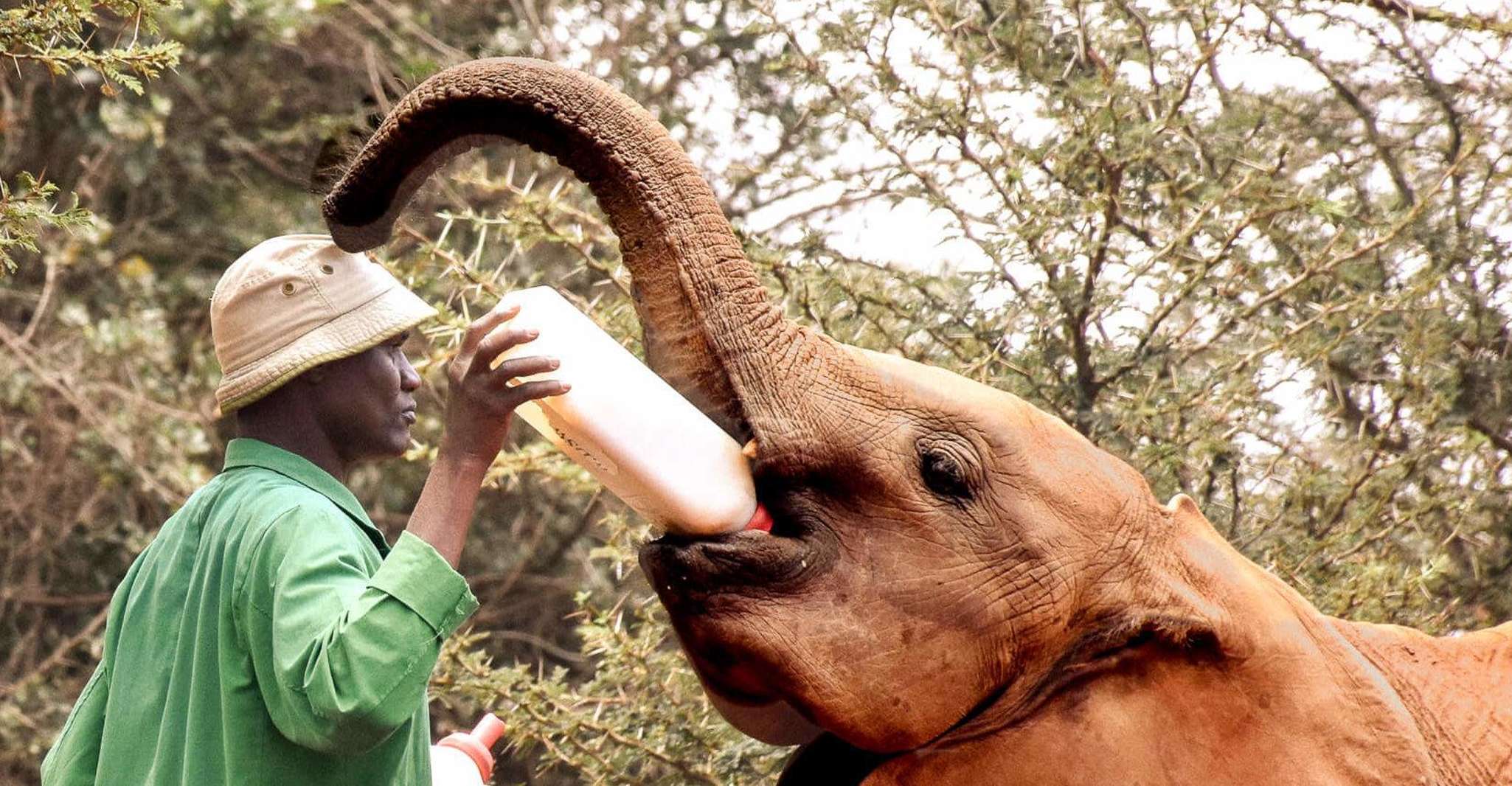 National Park, Giraffe Center ve Nairobi'deki Baby Elephant yakınlarındaki oteller - Hizvo
