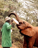 Nationalpark, Giraffenzentrum und Baby Elefant in Nairobi - Hizvo