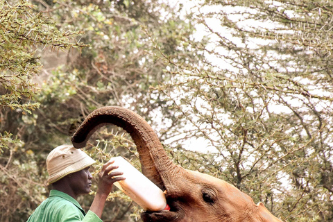 Nationalpark, Giraffenzentrum und Elefantenbaby in Nairobi