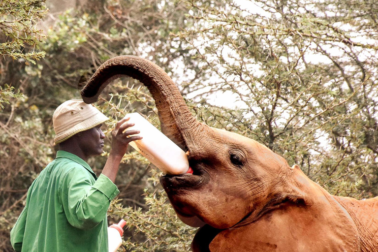 National park,Giraffe Center and Baby Elephant in Nairobi