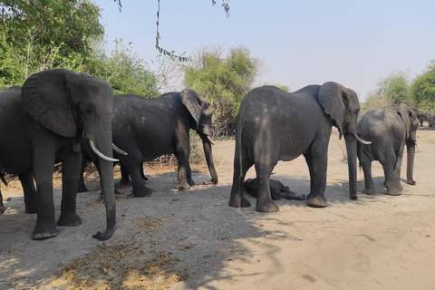 Dagsutflykt från Victoriafallen: Chobe NP land- och flodsafari