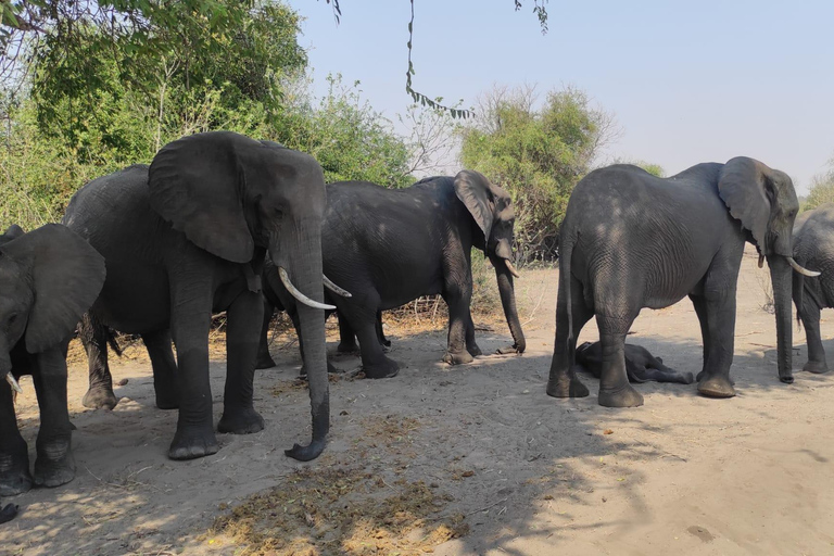 Viagem de 1 dia saindo de Victoria Falls: Safári terrestre e fluvial no Parque Nacional de Chobe